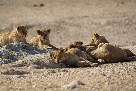 Lioness and cubs in Etosha National Park, Namibiaの写真素材