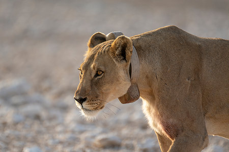 Lioness in the Etosha National Park, Namibia