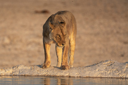 Lioness at a waterhole in the Etosha National Park, Namibiaの写真素材