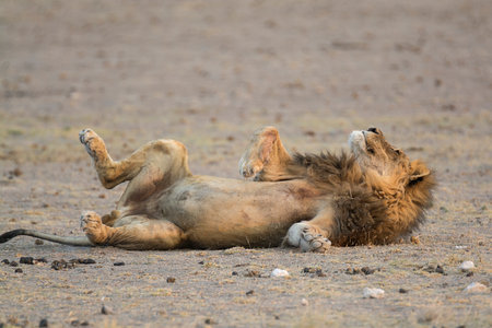 Lion lying down on the ground in Serengeti National Park, Tanzaniaの写真素材