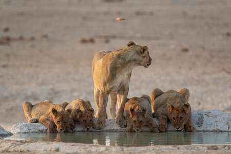 Lion family drinking at a waterhole in Etosha National Park, Namibiaの写真素材
