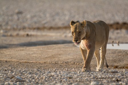 Lioness in the Etosha National Park, Namibiaの写真素材