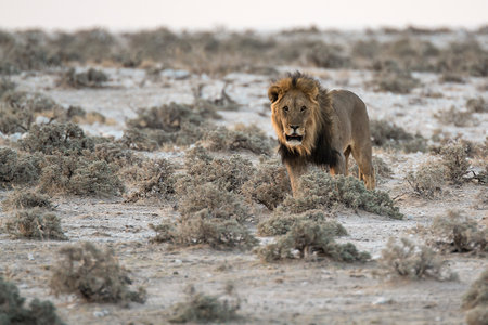 Male lion in the Etosha National Park, Namibia.の写真素材
