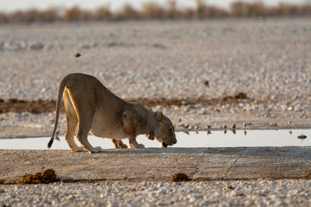 Lioness drinking water in Etosha National Park, Namibiaの写真素材