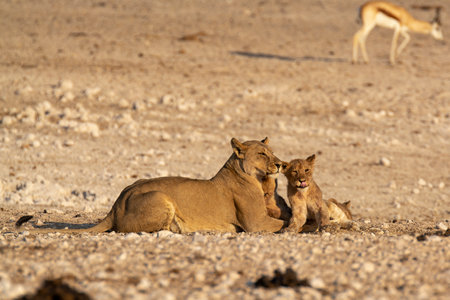 Lioness with cub in Etosha National Park, Namibiaの写真素材