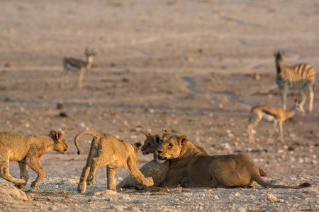 Lion cubs in Etosha National Park, Namibiaの写真素材