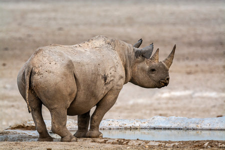 White rhinoceros at a waterhole in Etosha National Park, Namibiaの写真素材