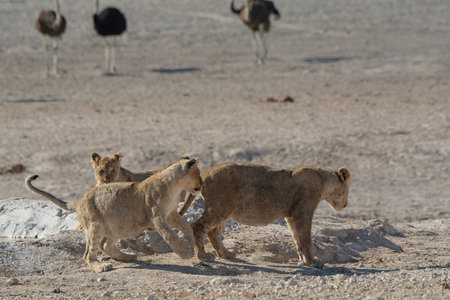 Lioness and lion cubsの写真素材