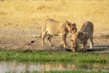 Lion and lioness at Okavango Delta, Botswanaの写真素材