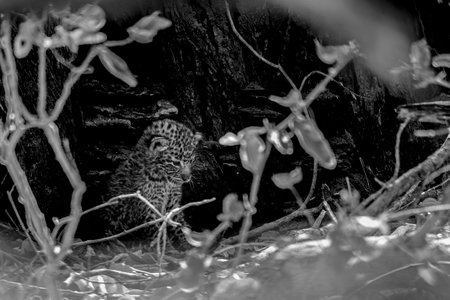 Leopard in the jungle. Black and white photo of leopard.の写真素材