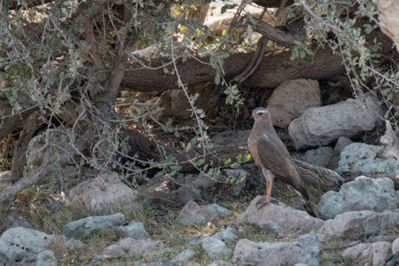 Falcon in the wild, Crete, Greece, Europe.の写真素材
