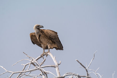 Griffon Vulture (Gyps fulvus) in Kruger National Park, South Africaの写真素材