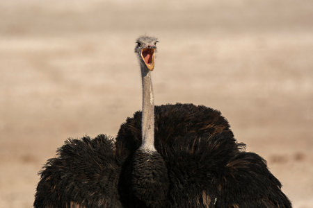 Ostrich, Struthio camelus, single bird head shot, South Africaの写真素材