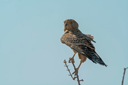 Kestrel, Falco tinnunculus, single bird on branch, South Africa