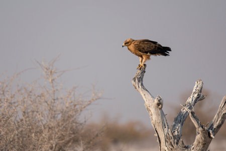 A bird of prey sits on a dead tree in the Chobe National Park, Botswana.の写真素材