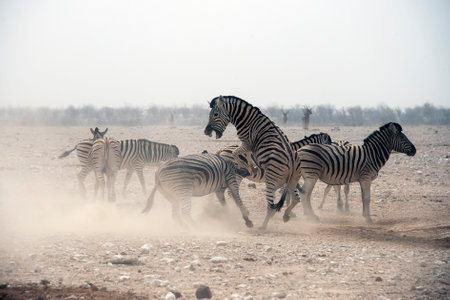 Zebras in the Etosha National Park, Namibiaの写真素材