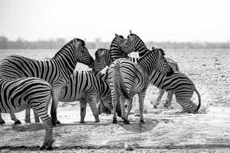 Herd of zebras drinking water in Etosha National Park, Namibiaの写真素材