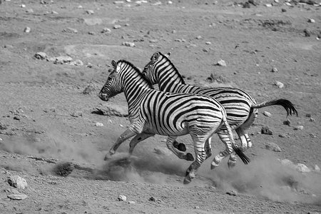 Burchell's Zebra - Equus burchelli - in Etosha National Park, Namibiaの写真素材
