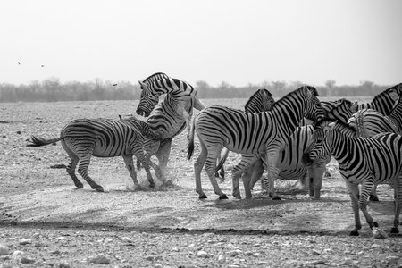 Zebras in the Etosha National Park, Namibiaの写真素材