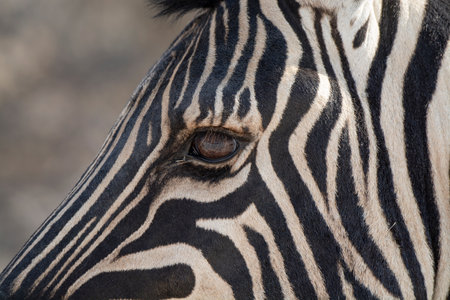 Close up of a zebra's eye with a black and white stripesの写真素材