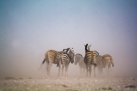 Zebras in the Etosha National Park