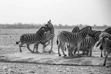 Zebras in the Etosha National Park, Namibiaの写真素材