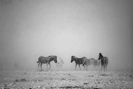 Zebras in the Etosha National Park, Namibiaの写真素材