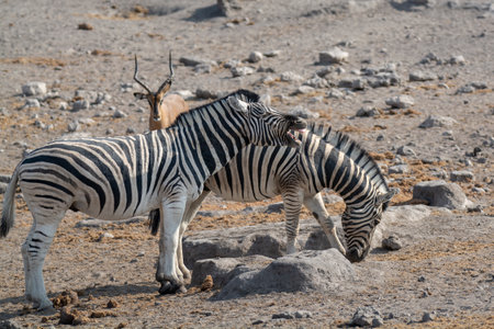 Two zebras in Etosha National Park, Namibiaの写真素材