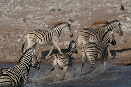 Zebras in the Etosha National Park, Namibiaの写真素材