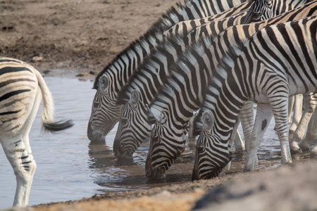 Zebras drinking at a waterhole in Etosha National Park, Namibiaの写真素材