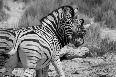Zebra in the Etosha National Park, Namibia.の写真素材
