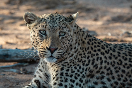 Leopard in the Okavango Delta - Moremi National Park in Botswana