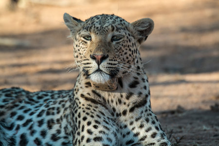 Leopard in Kruger National Park, South Africa; Species Panthera pardus family of Felidae