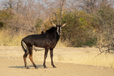 antelope in the savannah