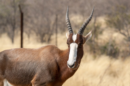 Male Impala Antelope in the Okavango Delta, Botswanaの写真素材