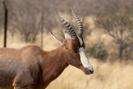 Antelope in the Okavango Delta - Moremi National Park in Botswanaの写真素材