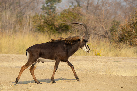 Hippotragus antelope in the Okavango Delta, Botswana