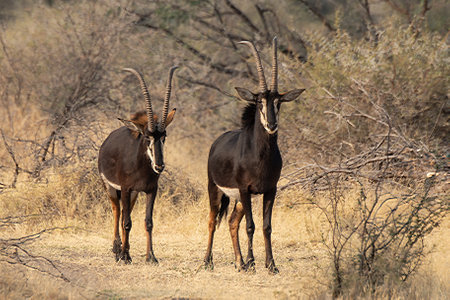 Two antelopes in Chobe National Park, Botswana, Africaの写真素材