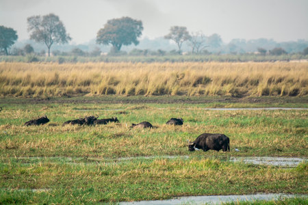 Group of buffalo in the grassland, Chobe National Park, Botswana, Africaの写真素材