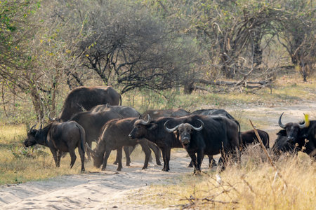 Group of buffalo walking in Chobe National Park, Botswana, Africaの写真素材
