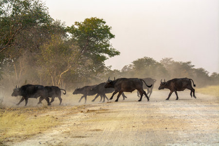 Wild buffalo running on dusty road in Chobe National Park, Botswana, Africaの写真素材