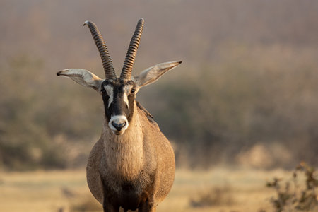 Gemsbok antelope (Oryx gazella)の写真素材