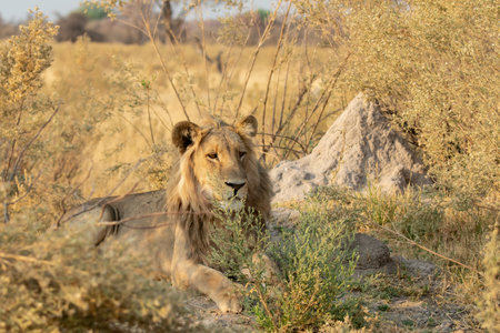 Lion in the Etosha National Park, Namibia.の写真素材