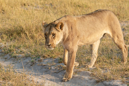 Lioness in the Etosha National Park in Namibiaの写真素材