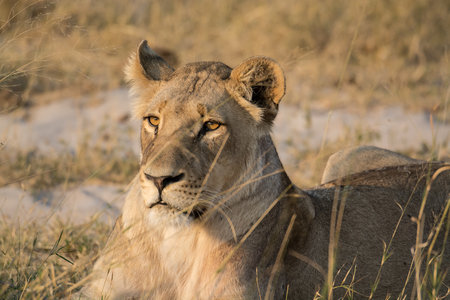 Lioness in the Etosha National Park, Namibiaの写真素材