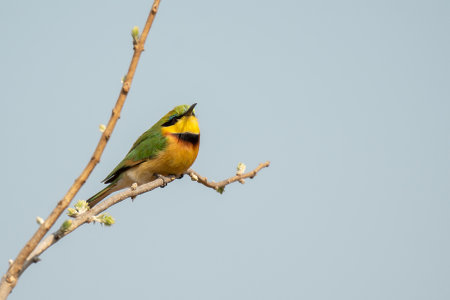 Bee eater (Merops apiaster) perched on a twig