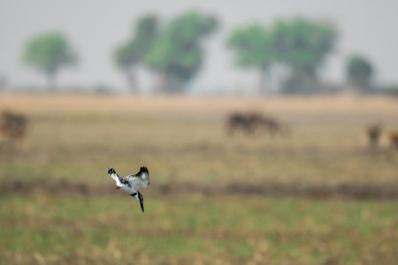 Black-necked pied avocet, Ciconia ciconia, single bird in flight