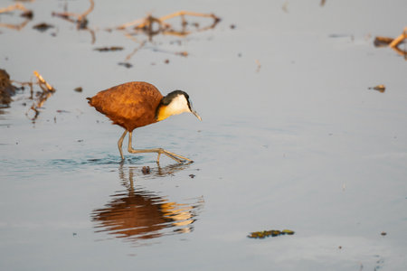 African Jacana (Rhinocorax africanus)