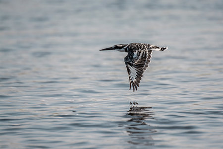 Pied Kingfisher (Ceryle rudis) in flightの写真素材