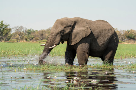 Elephant in the Chobe National Park, Botswana, Africa